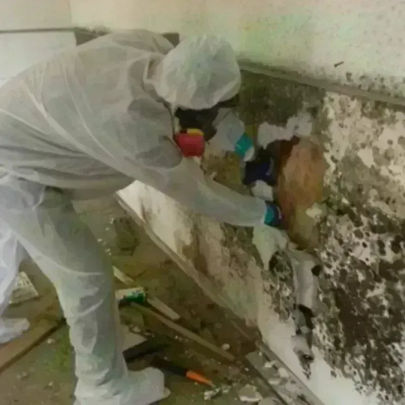 Mold Remediation and Removal in Homer, NY